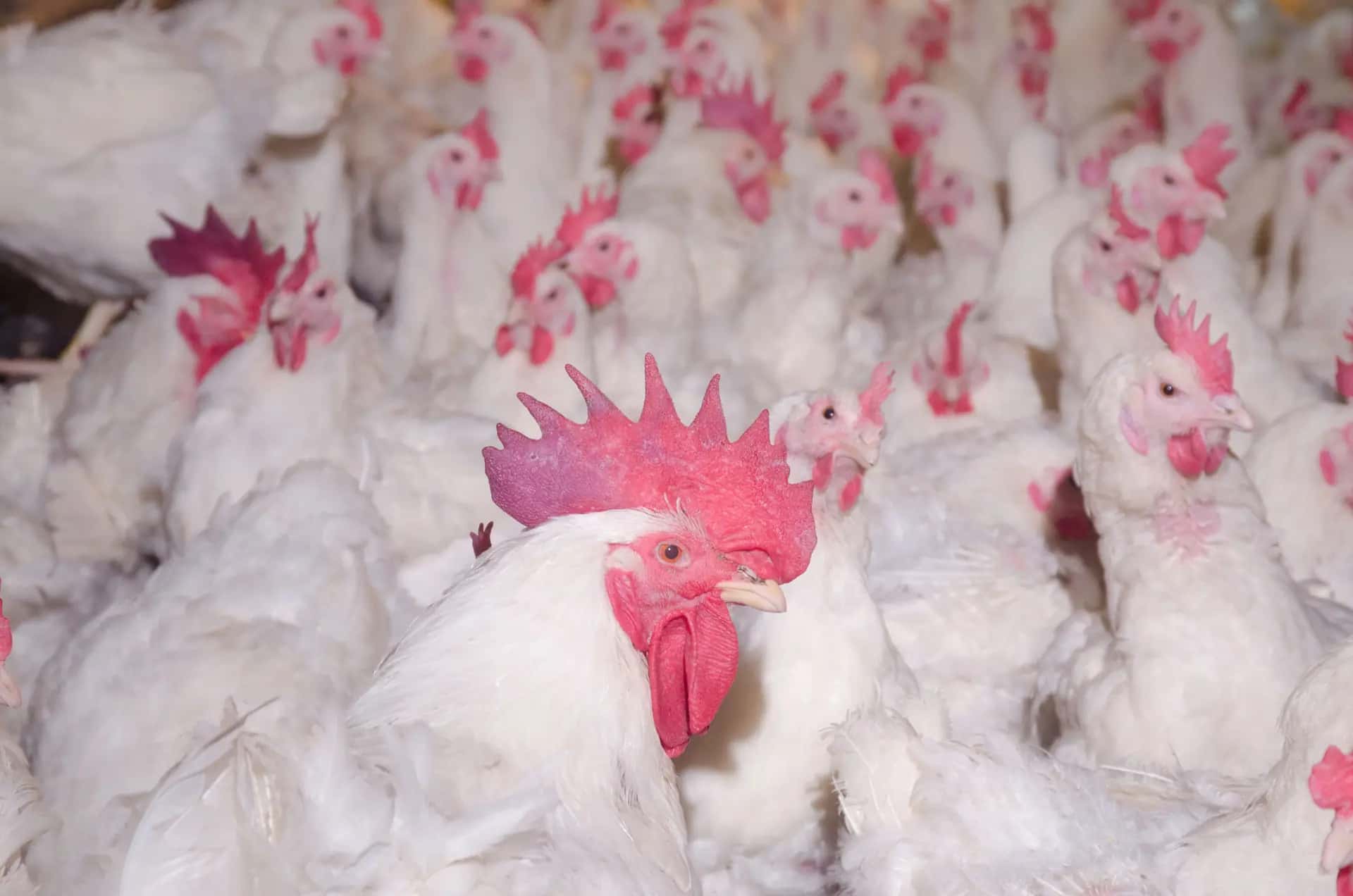 Kümeste bir arada duran sağlıklı beyaz tavuklar — yakın çekim